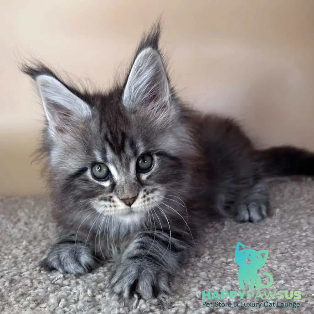 Denis Maine Coon male black silver tabby - live animals