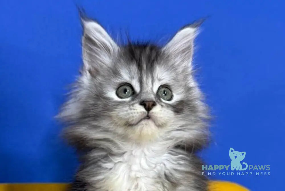 Denisa Maine Coon female black tortie silver live animals