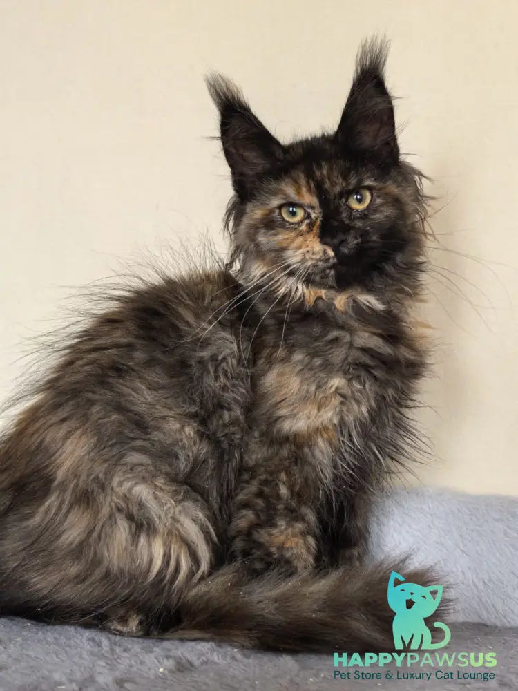 Denise Maine Coon female black tortie - live animals