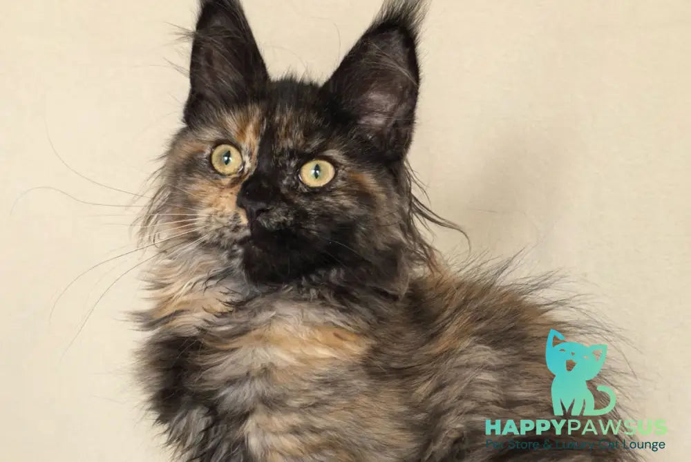 Denise Maine Coon female black tortie - live animals