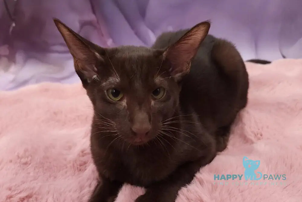 Denise Oriental Shorthair female chocolate live animals