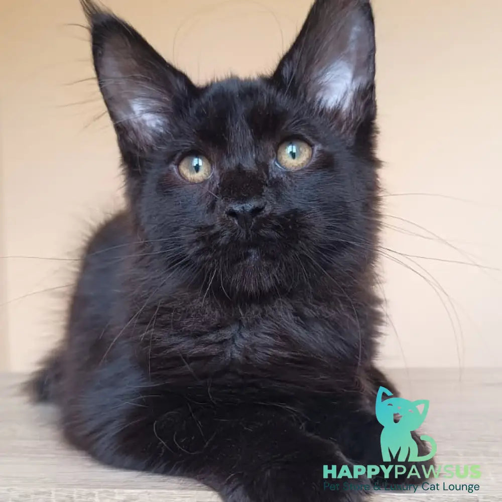 Deniz Maine Coon male black - live animals