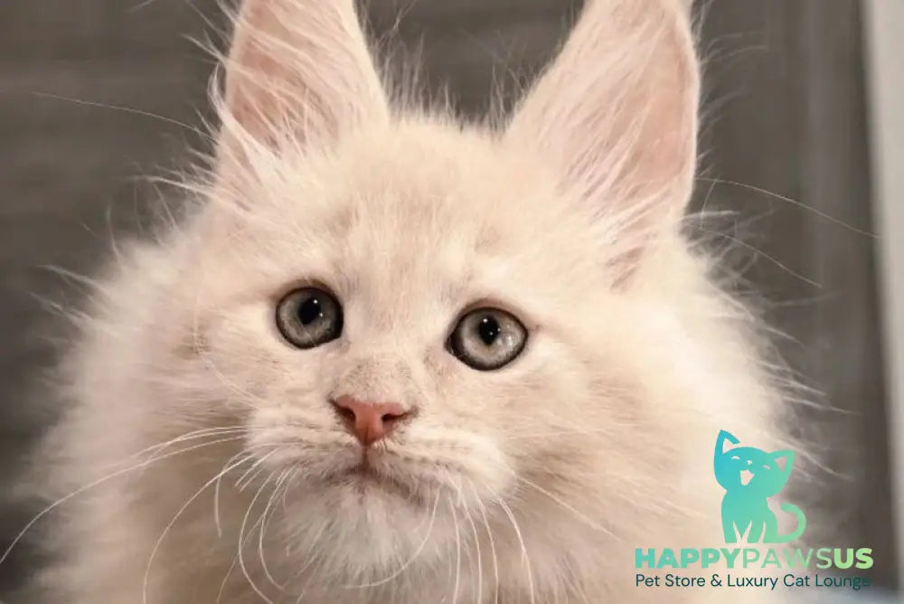Denni Maine Coon male cream - live animals