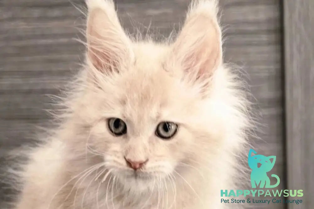 Denni Maine Coon male cream - live animals