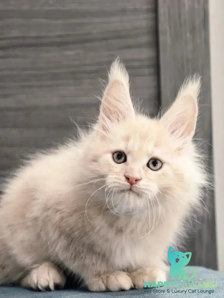 Denni Maine Coon male cream - live animals