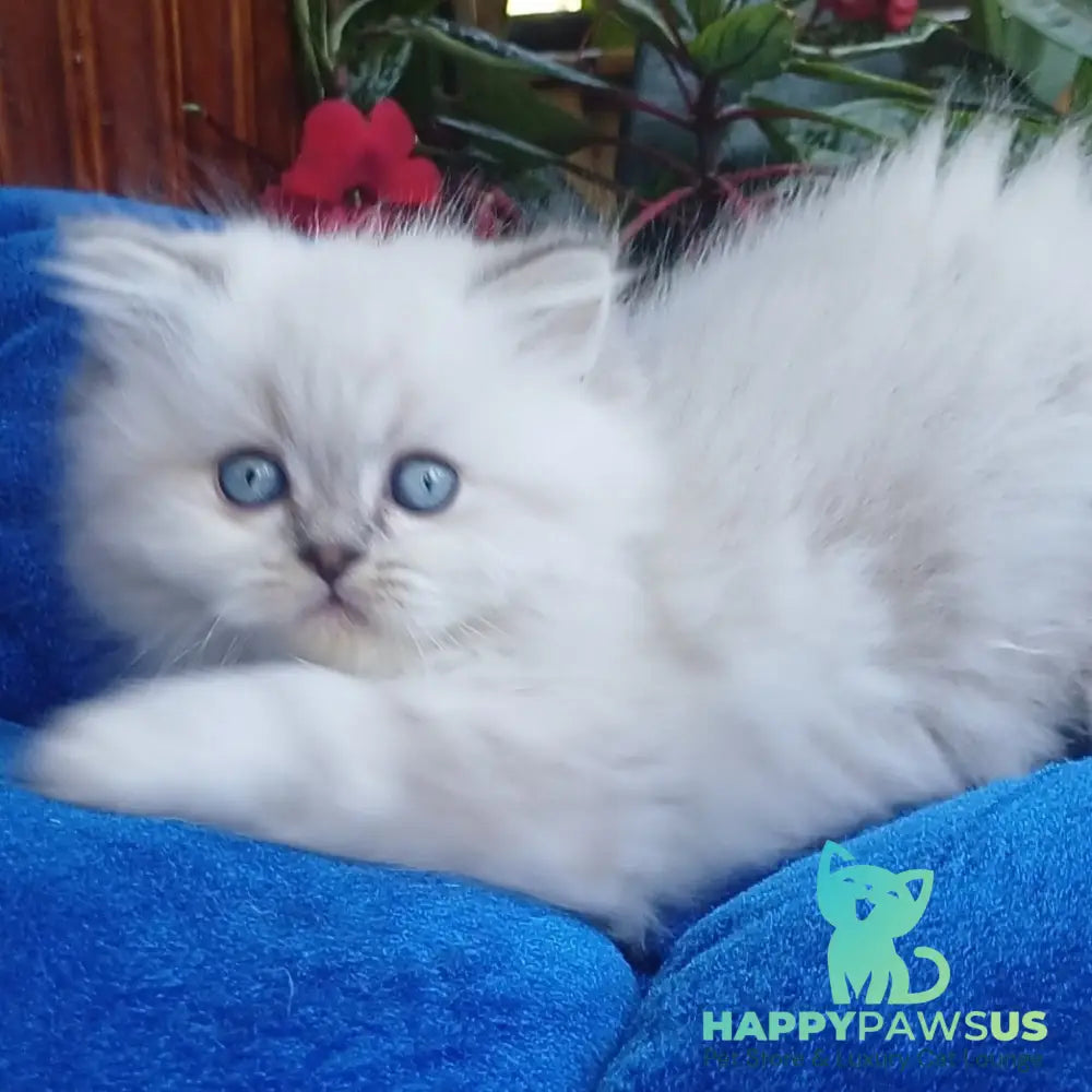 Denya Scottish Straight male blue tabby pointed - live animals