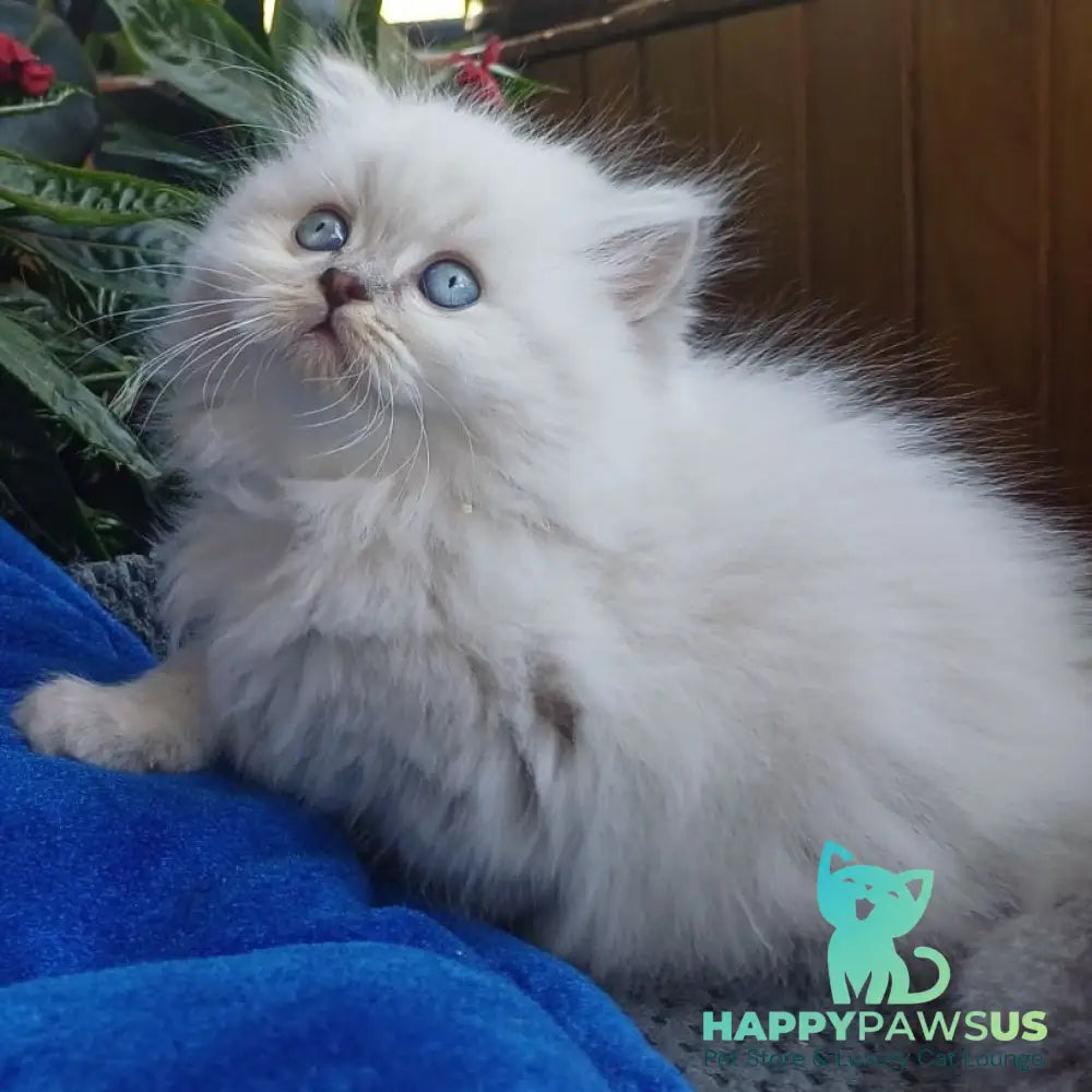 Denya Scottish Straight male blue tabby pointed - live animals