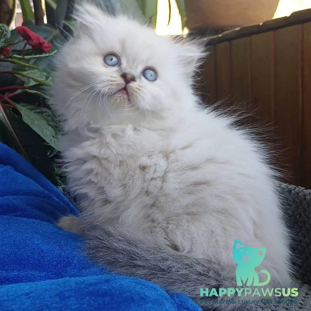Denya Scottish Straight male blue tabby pointed - live animals