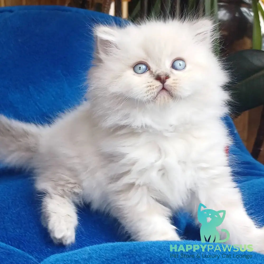Denya Scottish Straight male blue tabby pointed - live animals