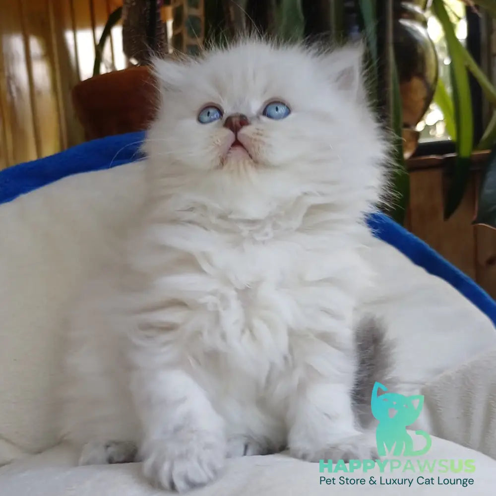 Denya Scottish Straight male blue tabby pointed - live animals