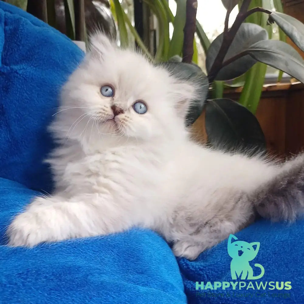 Denya Scottish Straight male blue tabby pointed - live animals