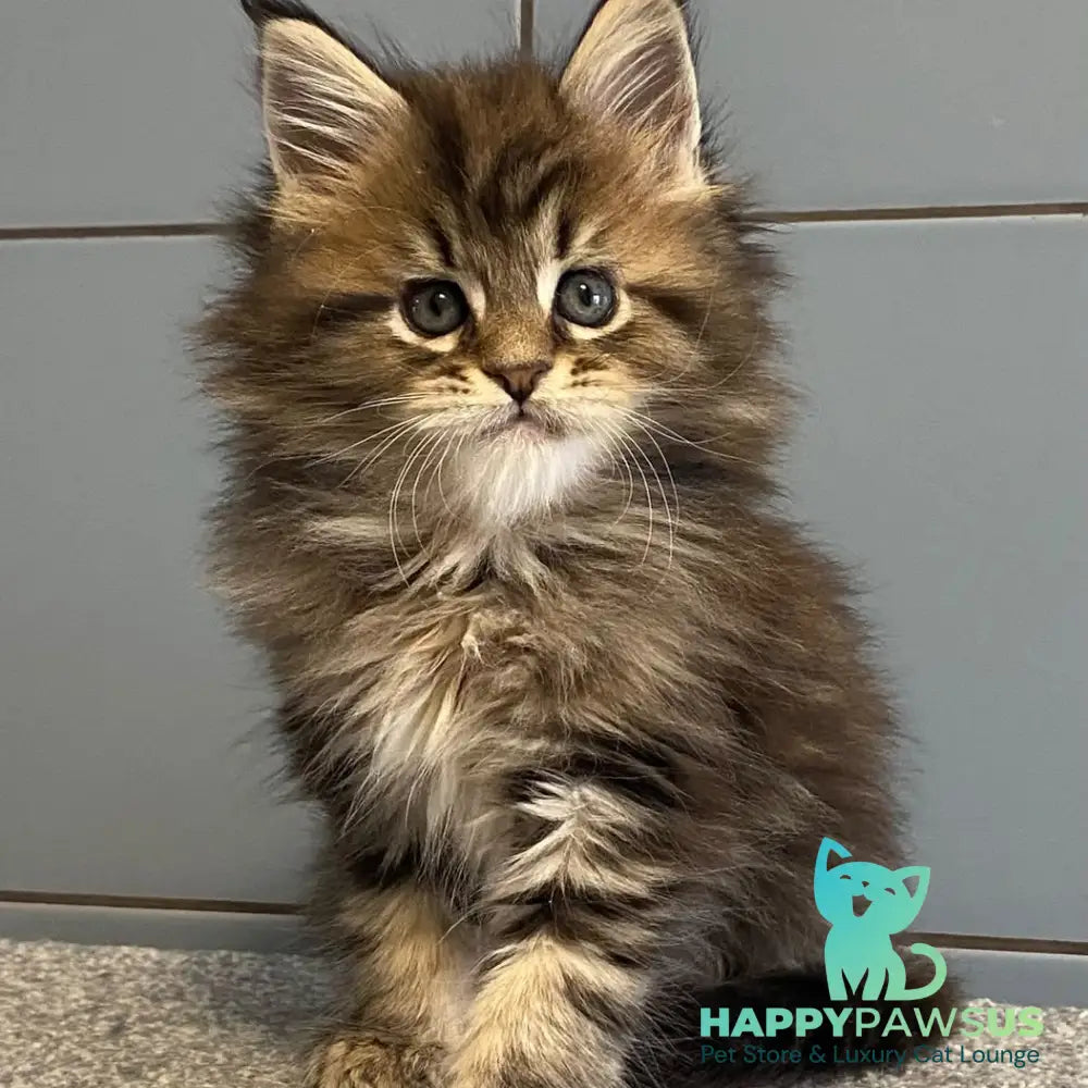 Derbent Midnight Maine Coon male black tabby - live animals