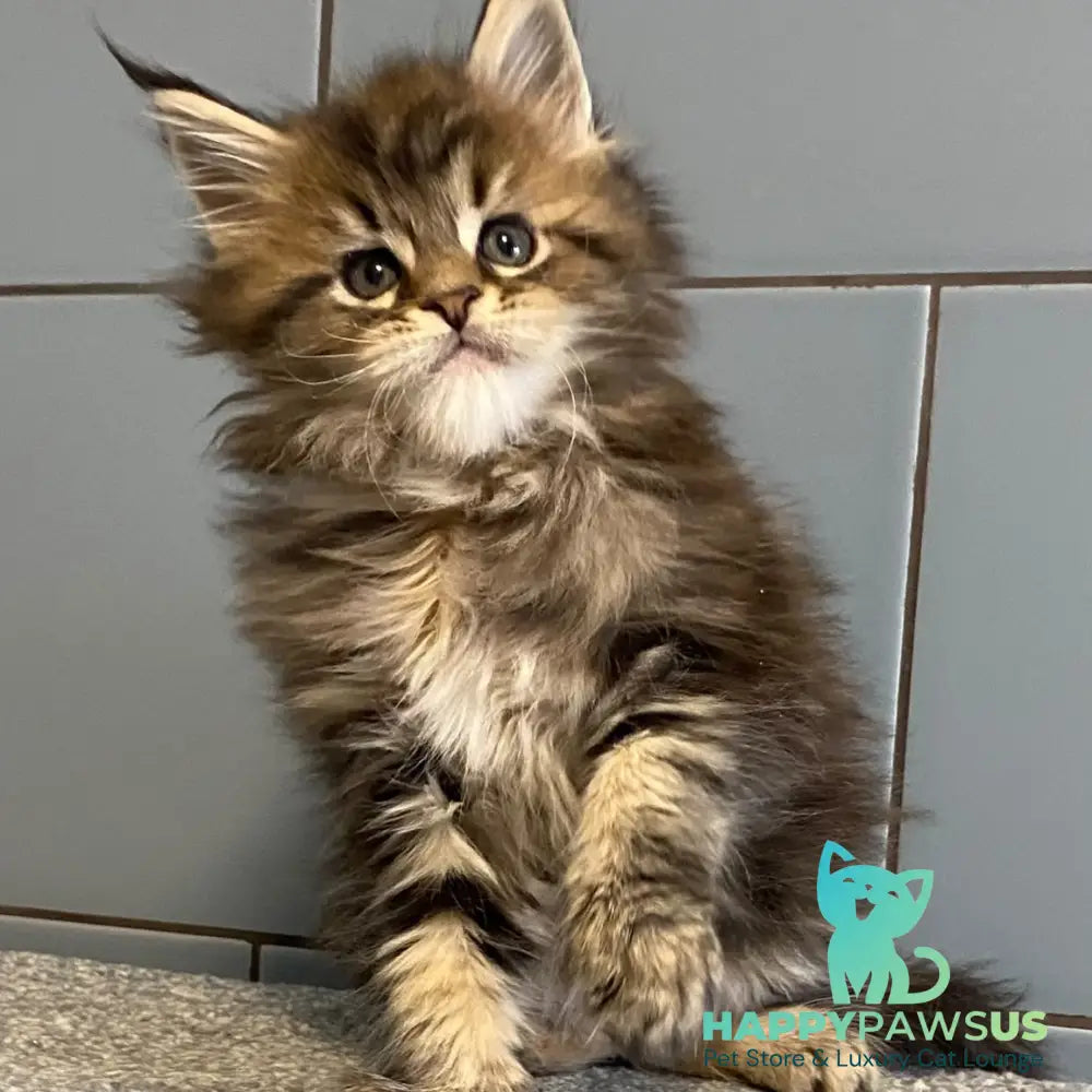 Derbent Midnight Maine Coon male black tabby - live animals