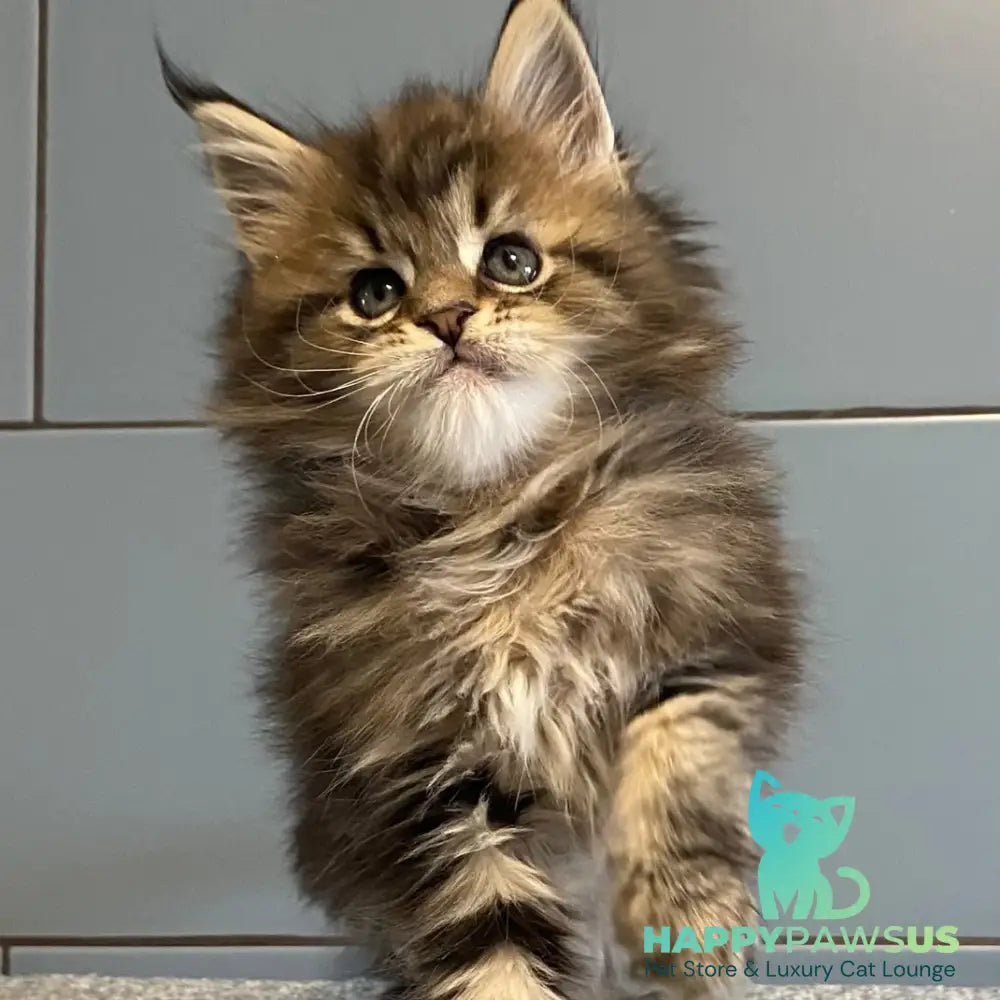 Derbent Midnight Maine Coon male black tabby - live animals