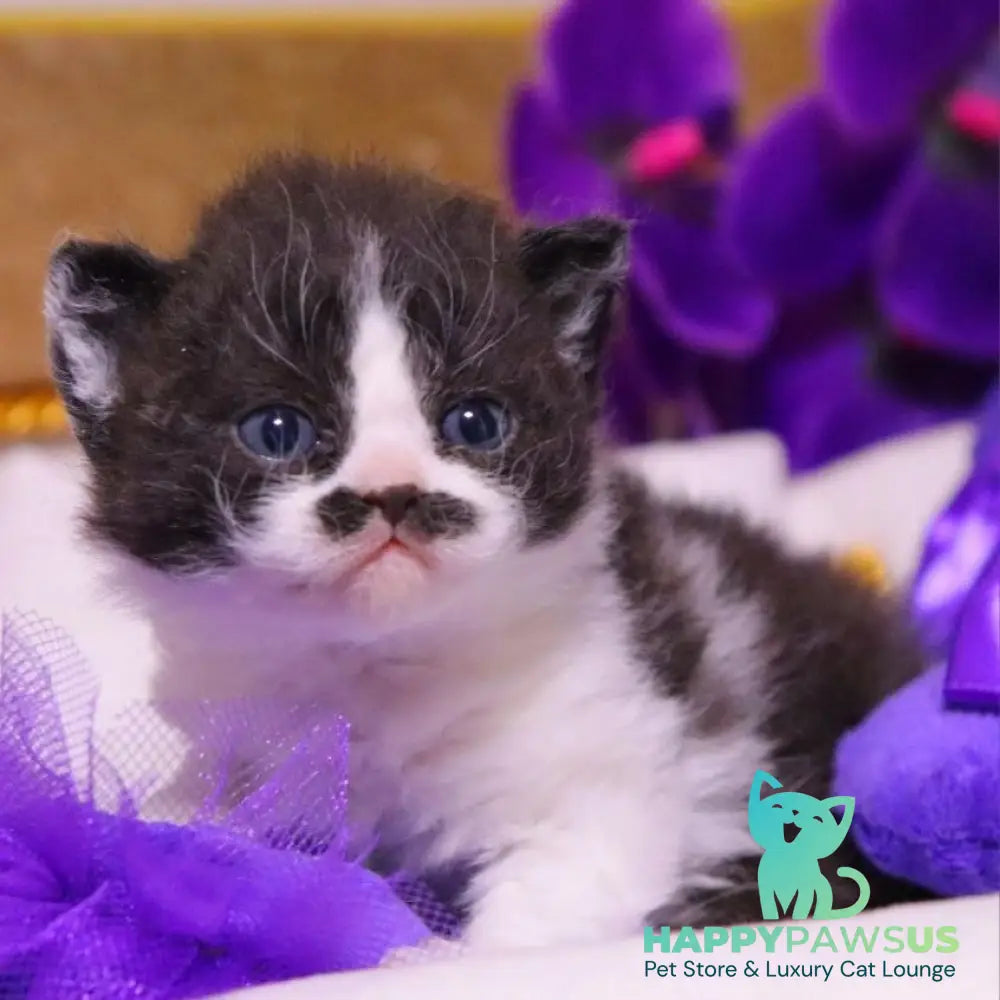 Derec Selkirk Rex male black bicolour - live animals