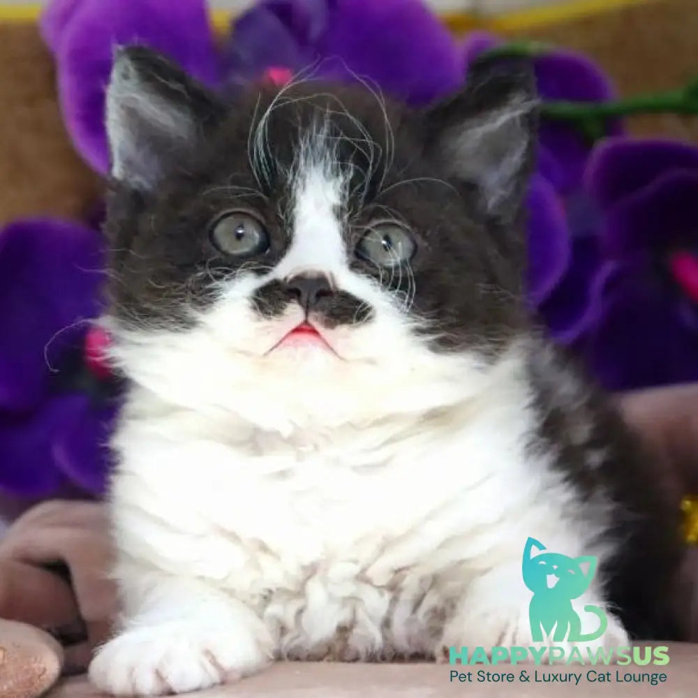 Derec Selkirk Rex male black bicolour - live animals