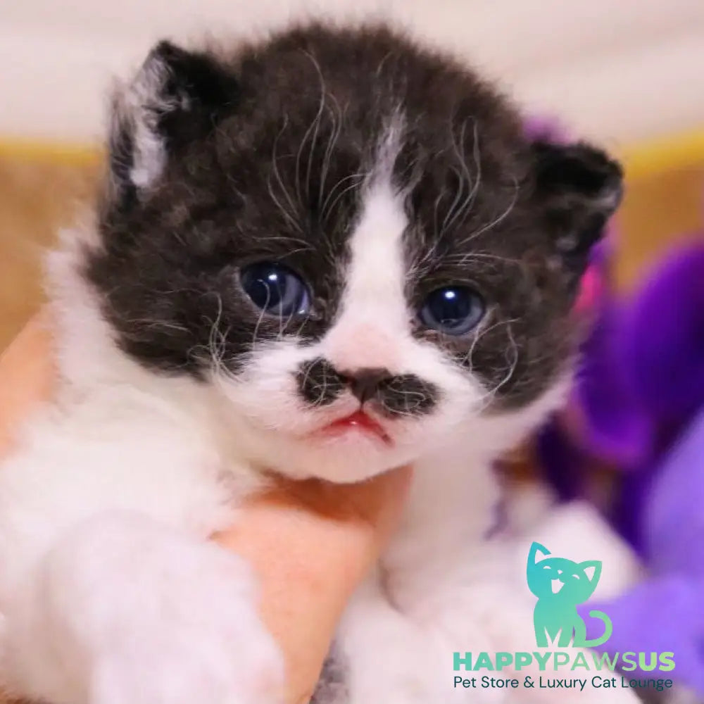 Derec Selkirk Rex male black bicolour - live animals