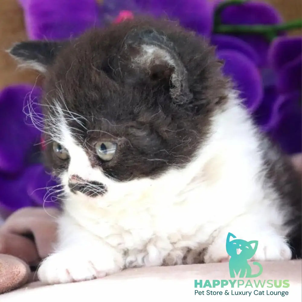 Derec Selkirk Rex male black bicolour - live animals
