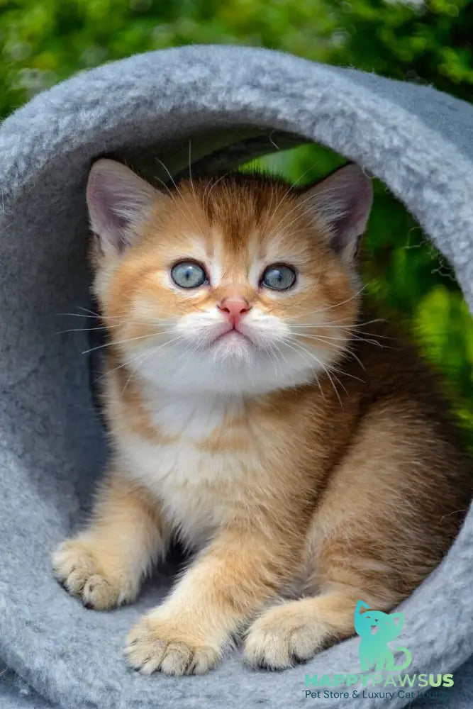 Derek Scottish Straight male black golden ticked tabby - live animals