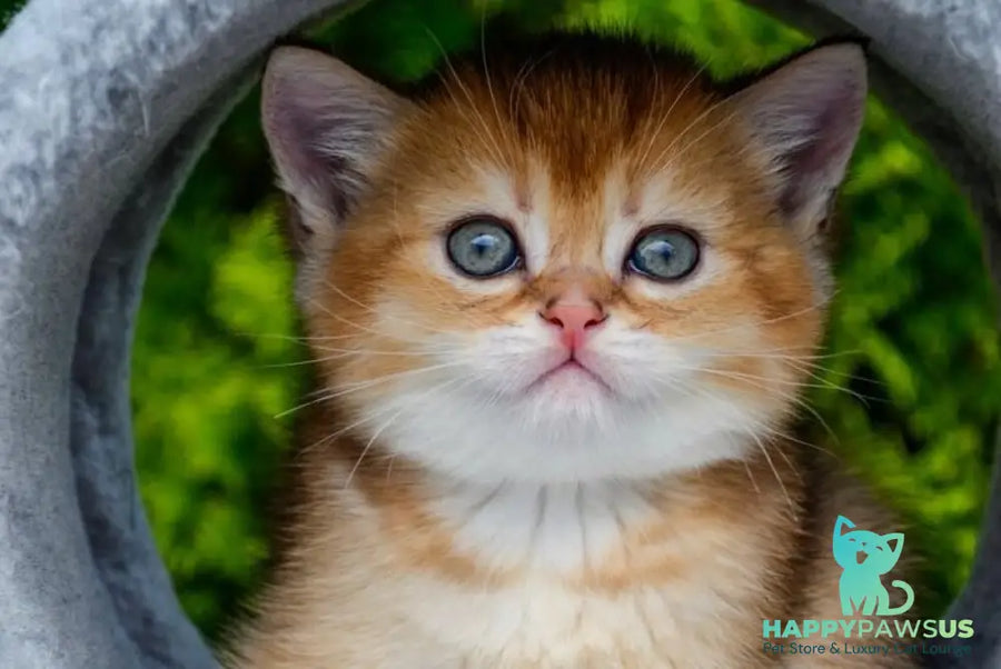 Derek Scottish Straight male black golden ticked tabby - live animals