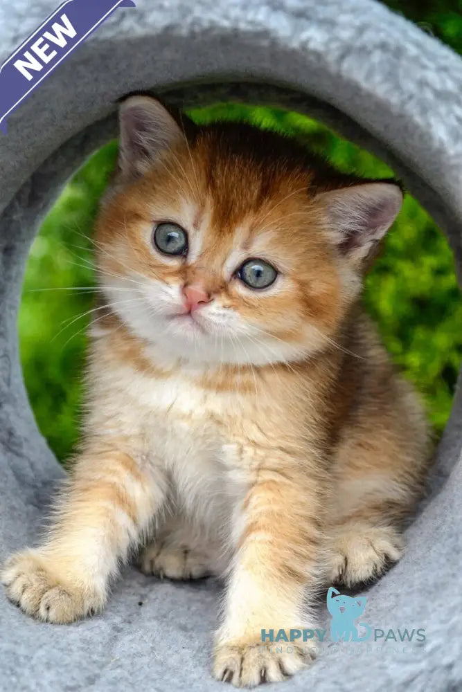 Derek Scottish Straight male black golden ticked tabby - live animals