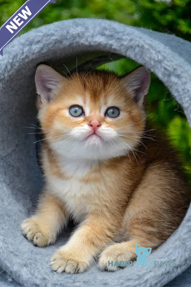 Derek Scottish Straight male black golden ticked tabby - live animals