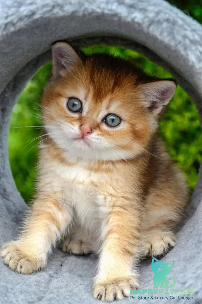 Derek Scottish Straight male black golden ticked tabby - live animals