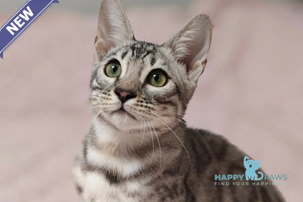 DeSoto Bengal male black silver spotted tabby live animals