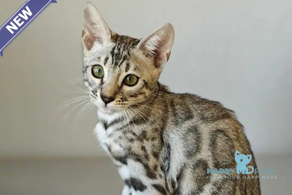 DeSoto Bengal male black silver spotted tabby live animals