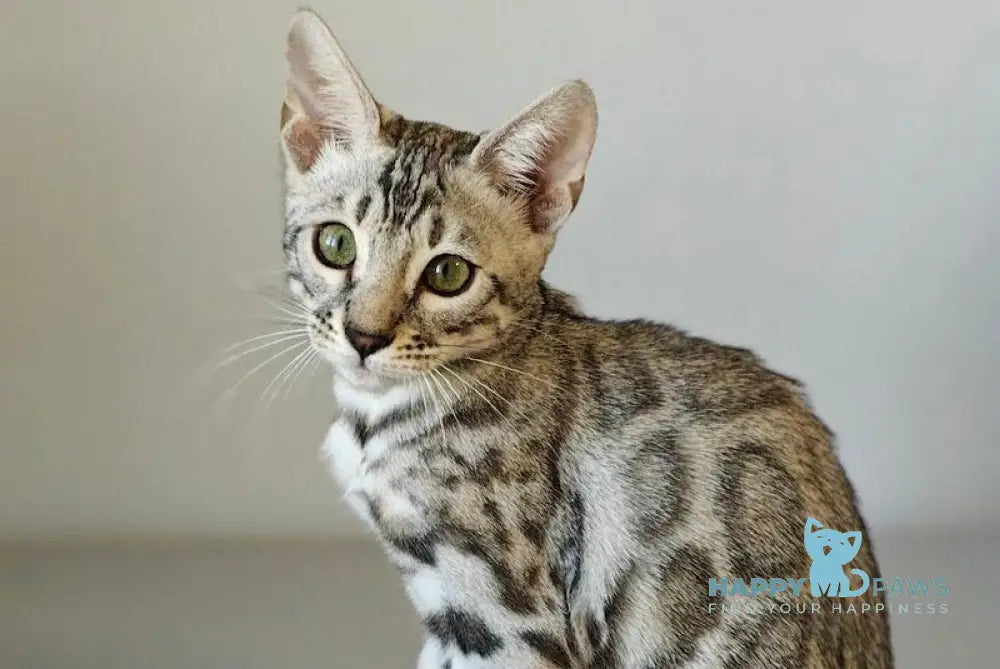 DeSoto Bengal male black silver spotted tabby live animals