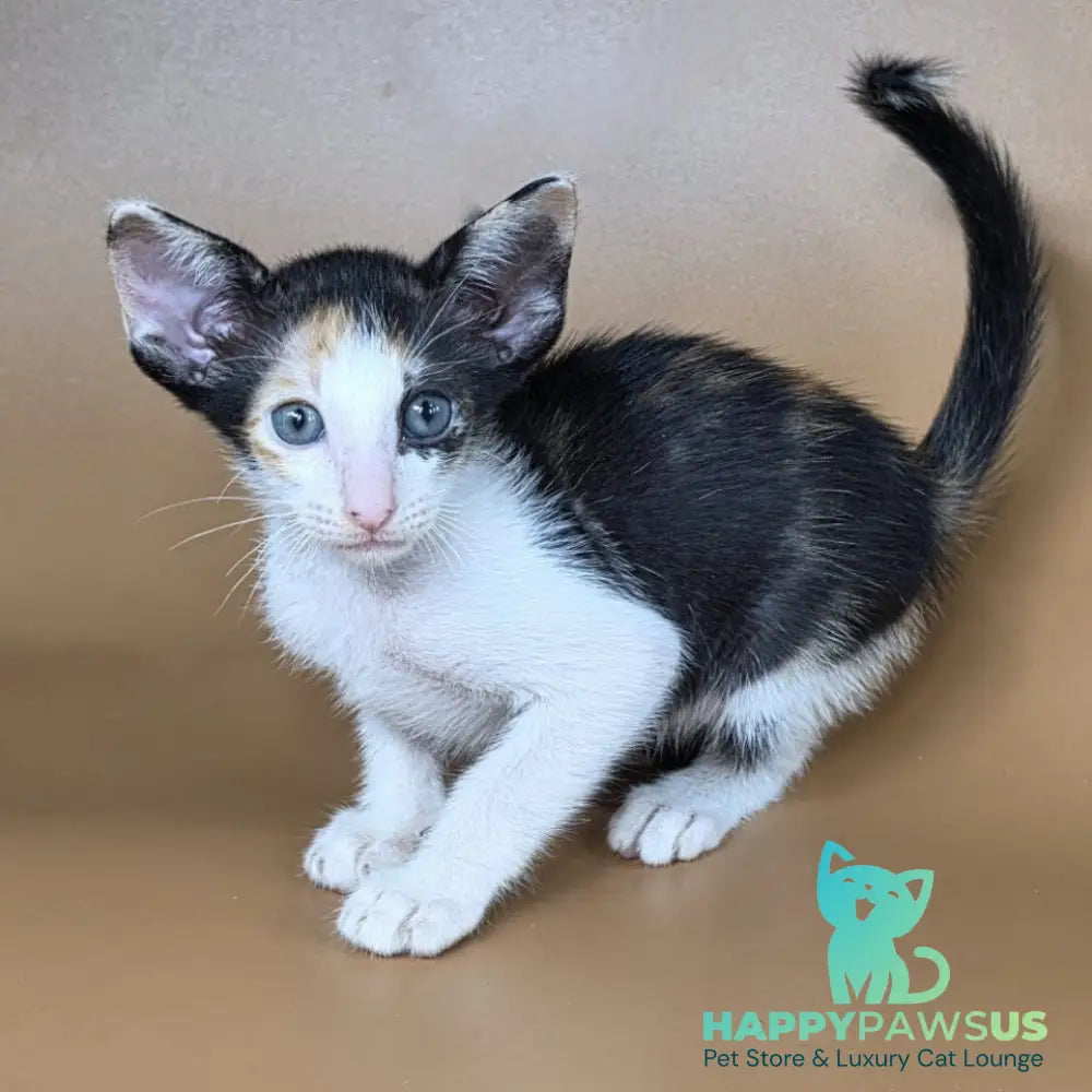 Dessert Rose Oriental Shorthair female black tortie bicolour - live animals