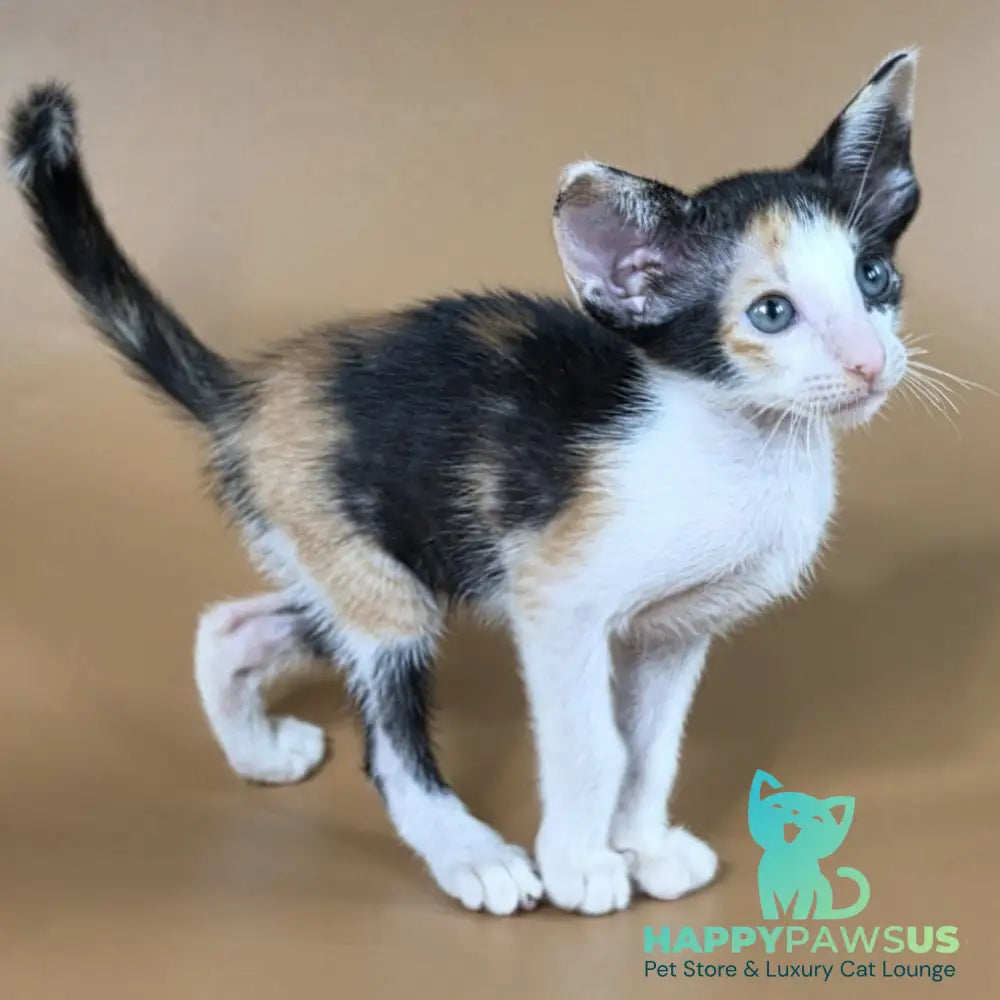 Dessert Rose Oriental Shorthair female black tortie bicolour - live animals