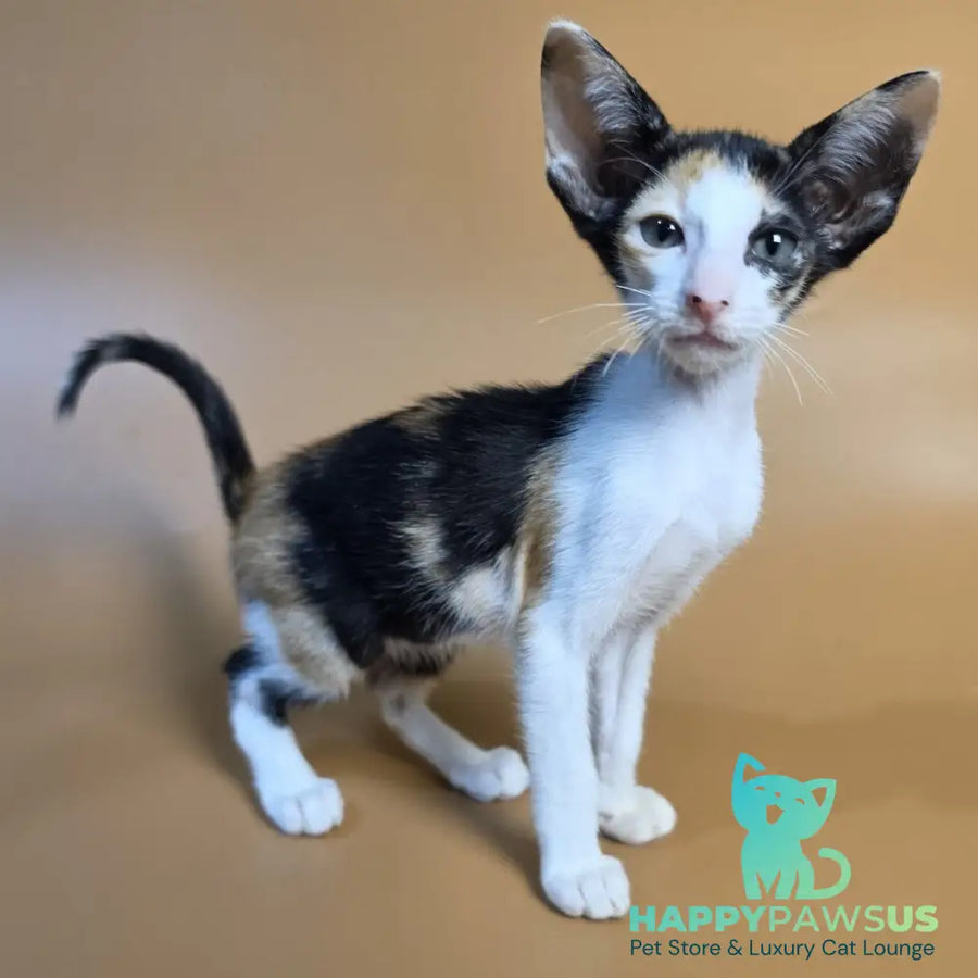 Dessert Rose Oriental Shorthair female black tortie bicolour - live animals