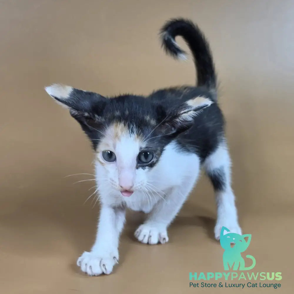 Dessert Rose Oriental Shorthair female black tortie bicolour - live animals
