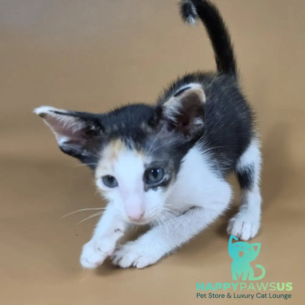 Dessert Rose Oriental Shorthair female black tortie bicolour - live animals