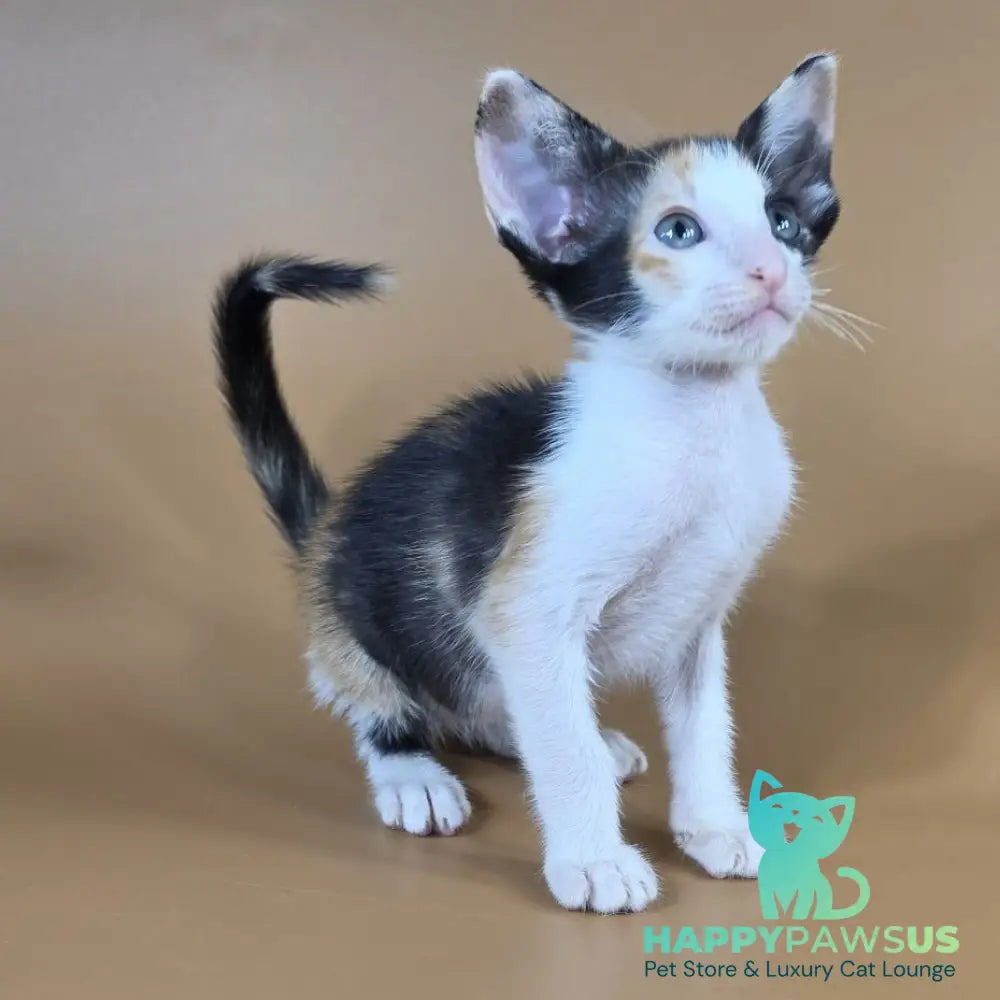 Dessert Rose Oriental Shorthair female black tortie bicolour - live animals