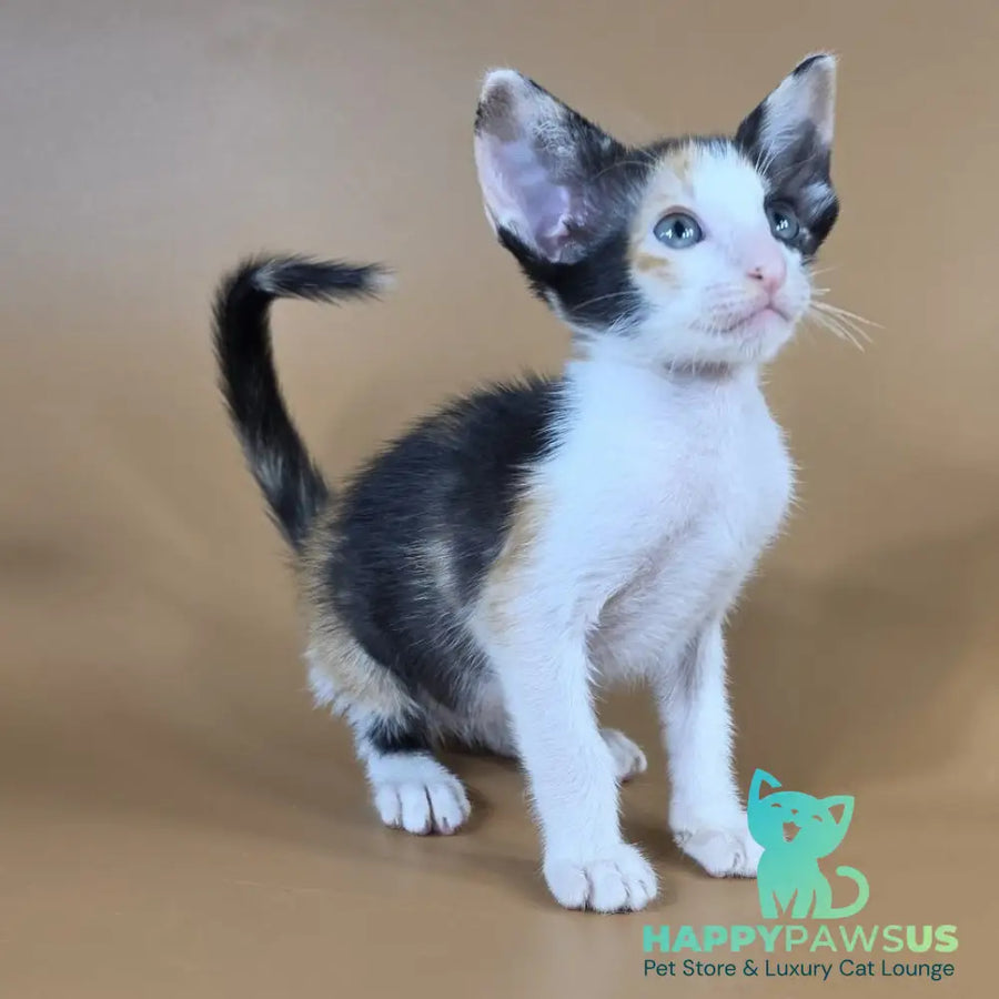 Dessert Rose Oriental Shorthair female black tortie bicolour - live animals