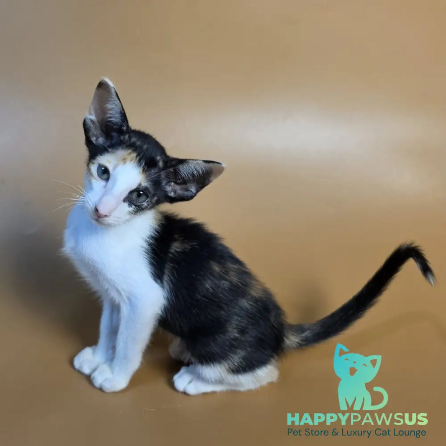 Dessert Rose Oriental Shorthair female black tortie bicolour - live animals
