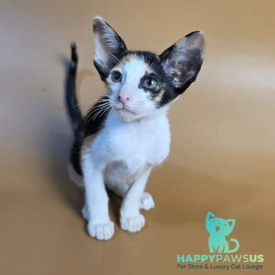 Dessert Rose Oriental Shorthair female black tortie bicolour - live animals