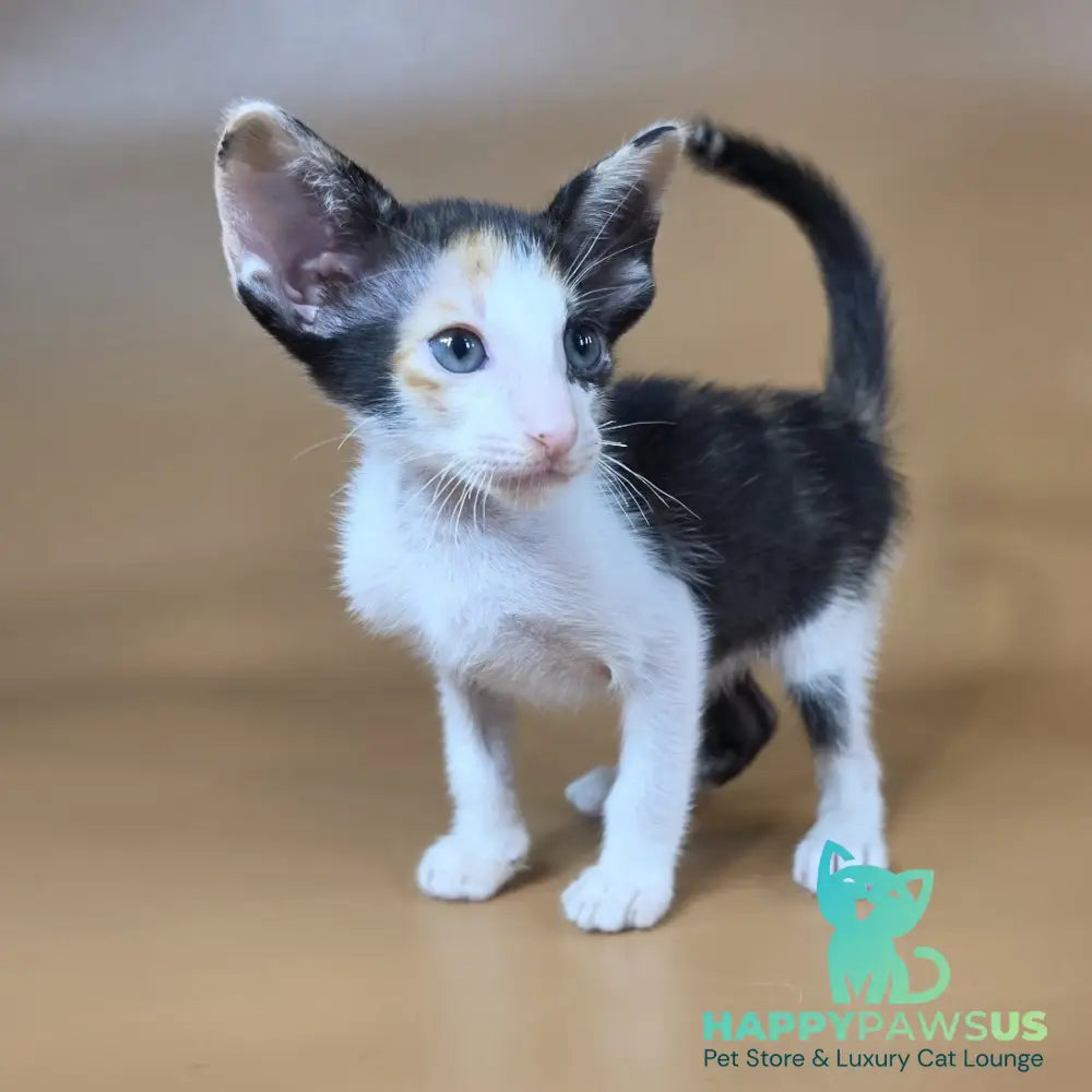 Dessert Rose Oriental Shorthair female black tortie bicolour - live animals