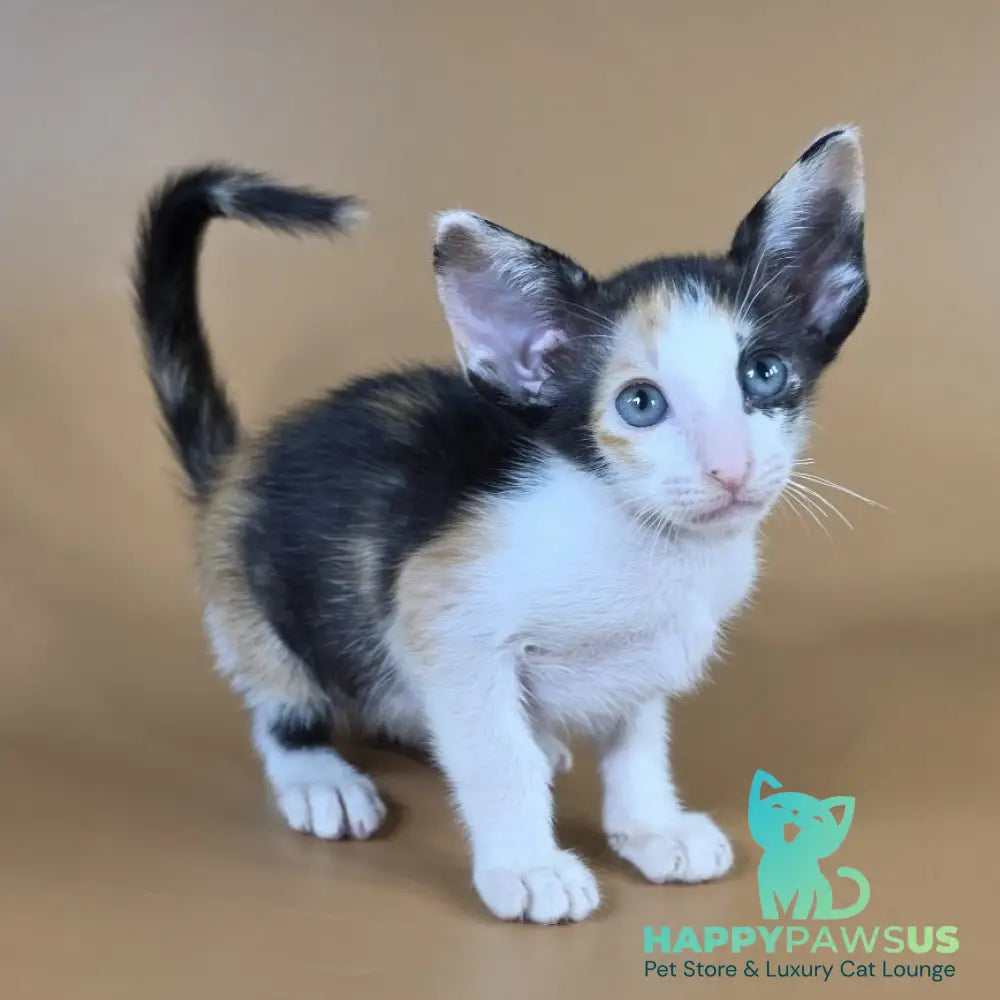Dessert Rose Oriental Shorthair female black tortie bicolour - live animals