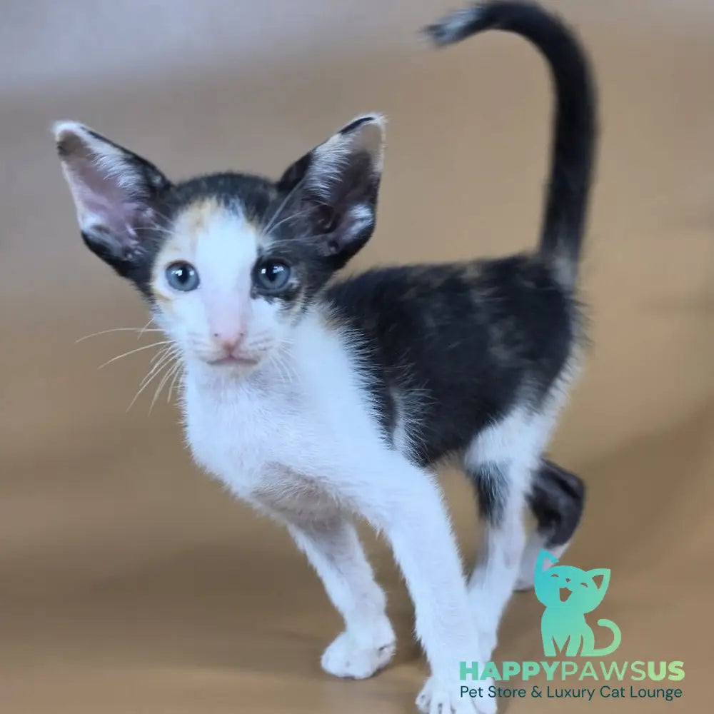 Dessert Rose Oriental Shorthair female black tortie bicolour - live animals