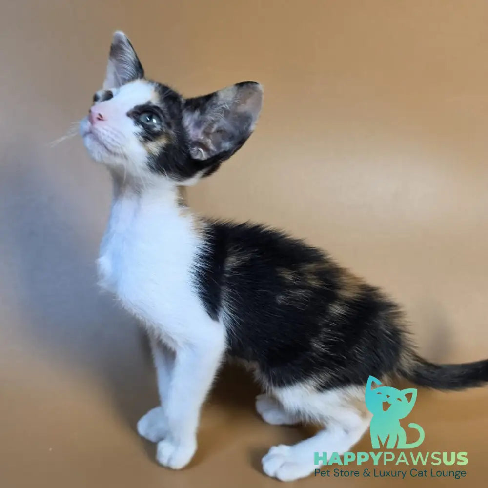 Dessert Rose Oriental Shorthair female black tortie bicolour - live animals
