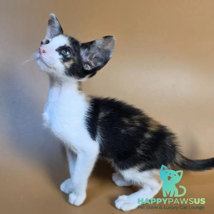 Dessert Rose Oriental Shorthair female black tortie bicolour - live animals