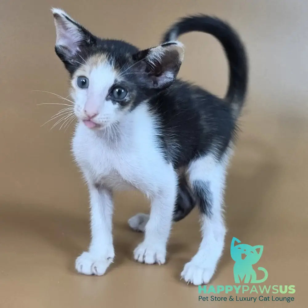 Dessert Rose Oriental Shorthair female black tortie bicolour - live animals
