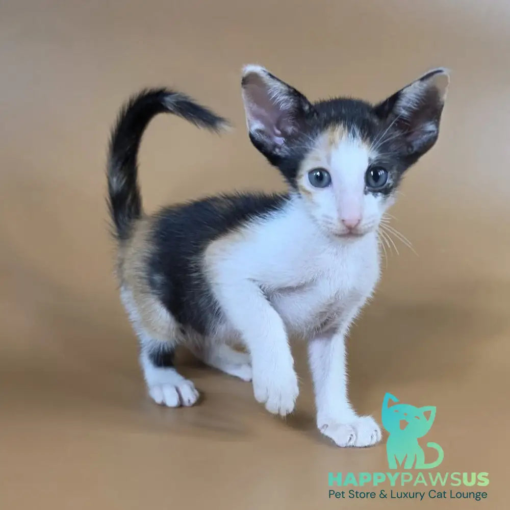 Dessert Rose Oriental Shorthair female black tortie bicolour - live animals