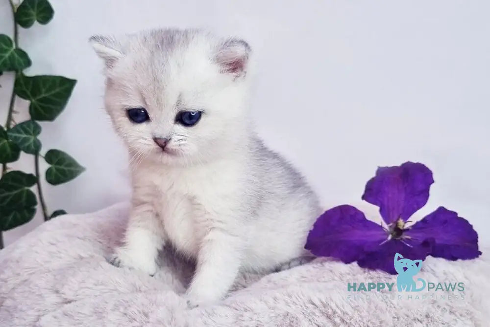 Dessy British Shorthair female black silver shaded live animals