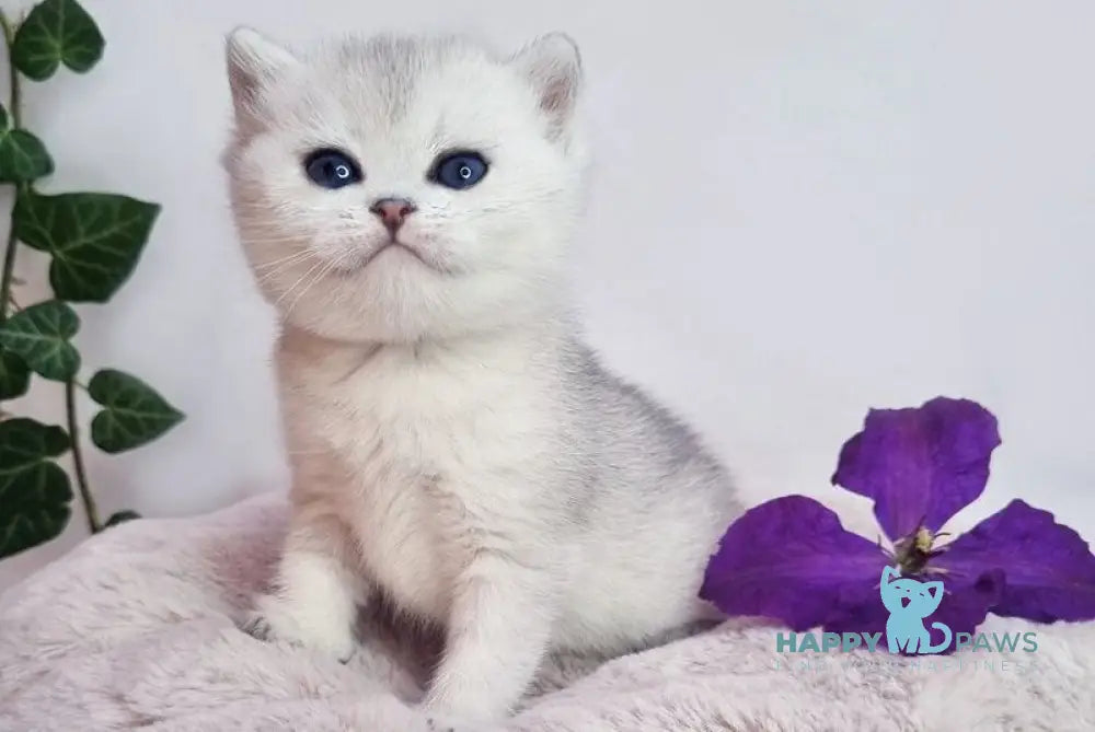 Dessy British Shorthair female black silver shaded live animals