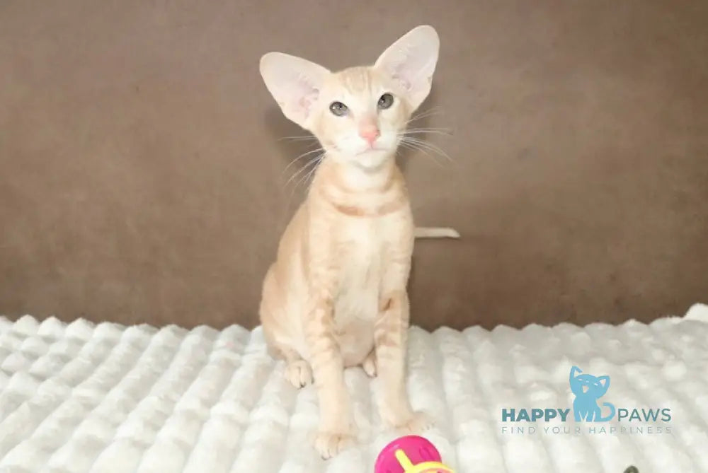 Deus Oriental Shorthair male cream live animals