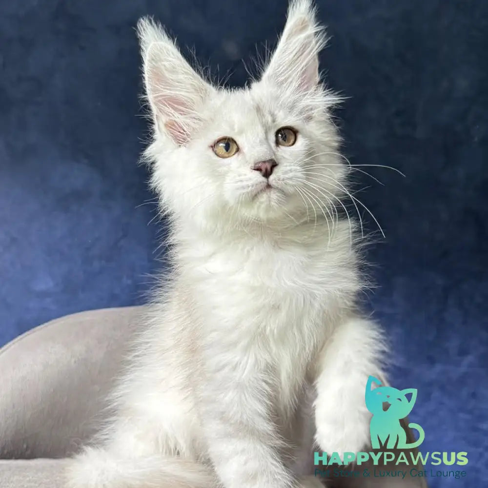 Devil Maine Coon male black silver shaded - live animals